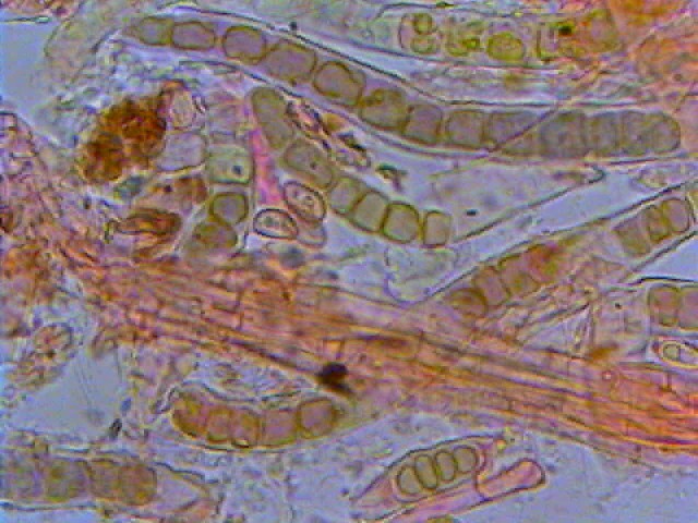 ancora Lepiota (cfr. Lepiota subincarnata)